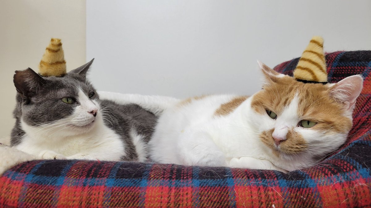 こねこサポーターのななです🙌
節分はみなさんどのように過ごしましたか？
我が家のみかんと
シェルターのぐれことぽこです
鬼の角を頑張ってのせました笑
次はバレンタイン🍫💝
何かできたらいいな！！
#石川県  #猫  #保護猫 #節分
#こねこサポーター