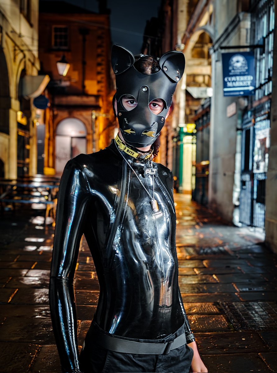 dog in Bristol