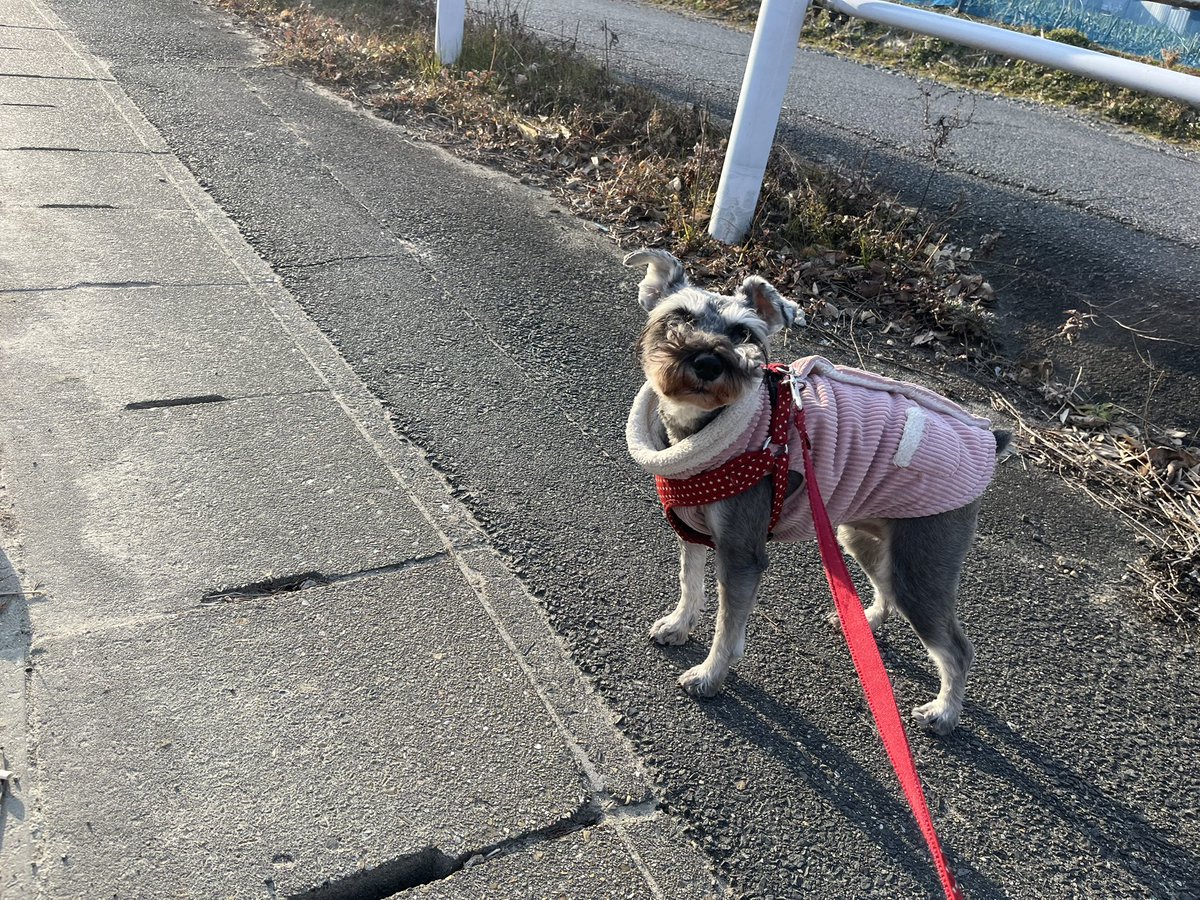 Rizaschnauzer's tweet photo. 今日はおじさん有給で在宅のため1時間くらい散歩したかなー！早朝と異なり日が出てからの散歩は暖かくて快適ですねー☺️
リザのガチャガチャ結構似てるかも🦆 https://t.co/io557kgPop
