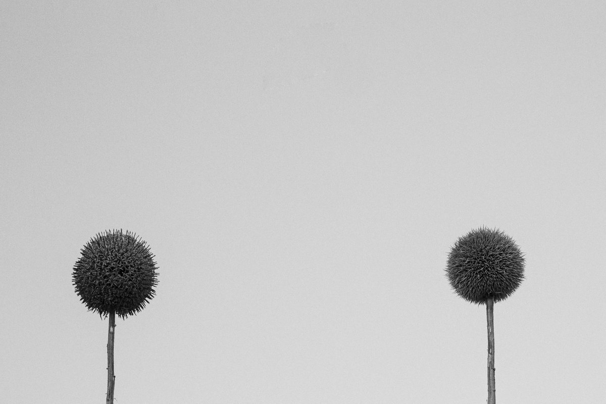 𝐀𝐋𝐈 | 𝐍𝐅𝐓 𝐏𝐇𝐎𝐓𝐎𝐆𝐑𝐀𝐏𝐇𝐄𝐑 tweet media