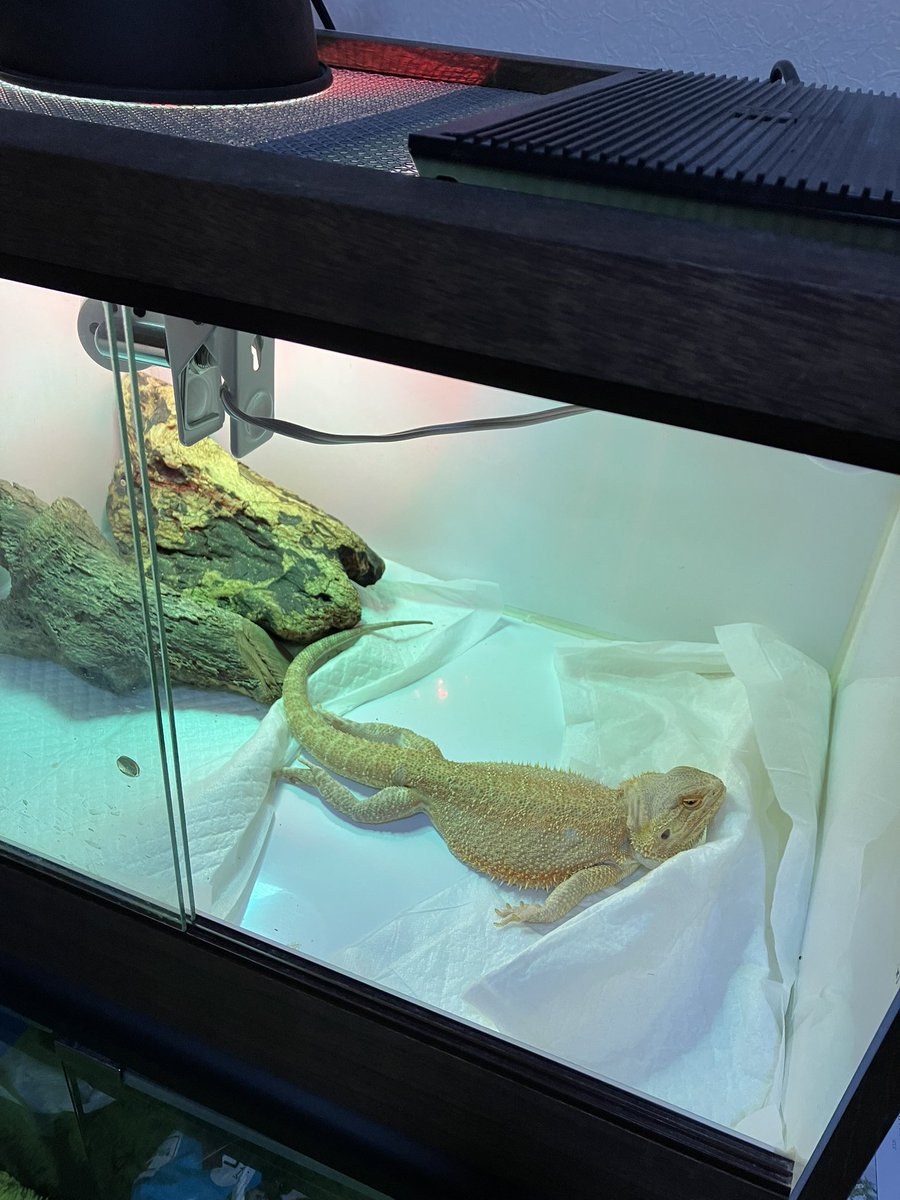 めっちゃだらけてておもろい トカゲということを忘れている？