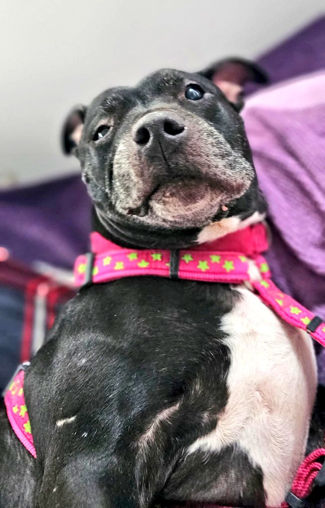 Senior Staffy Club Dog Rescue tweet media
