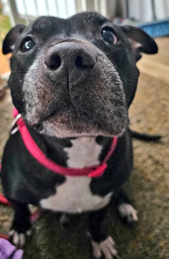 Senior Staffy Club Dog Rescue tweet media