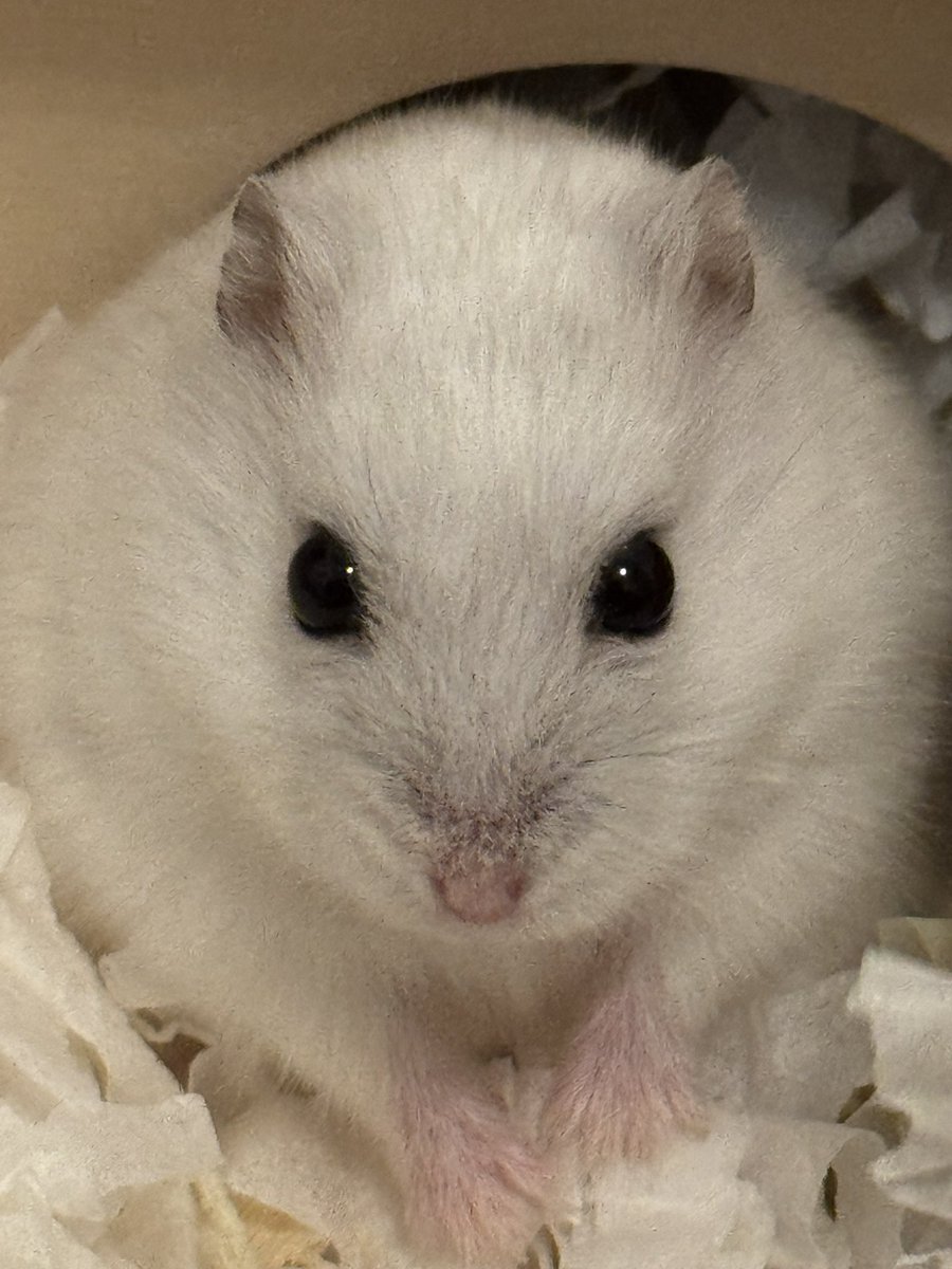 초근접 햄스띠사진찍기에 중독됨
(귀가작고,눈이큼)