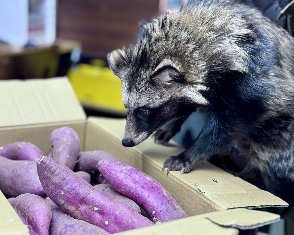 Post by bintoro(՞ . .՞)੭