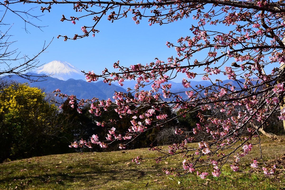 神奈川県大井町のBiotopia
河津桜がまもなく見頃に！
#大井町 #河津桜 #富士山