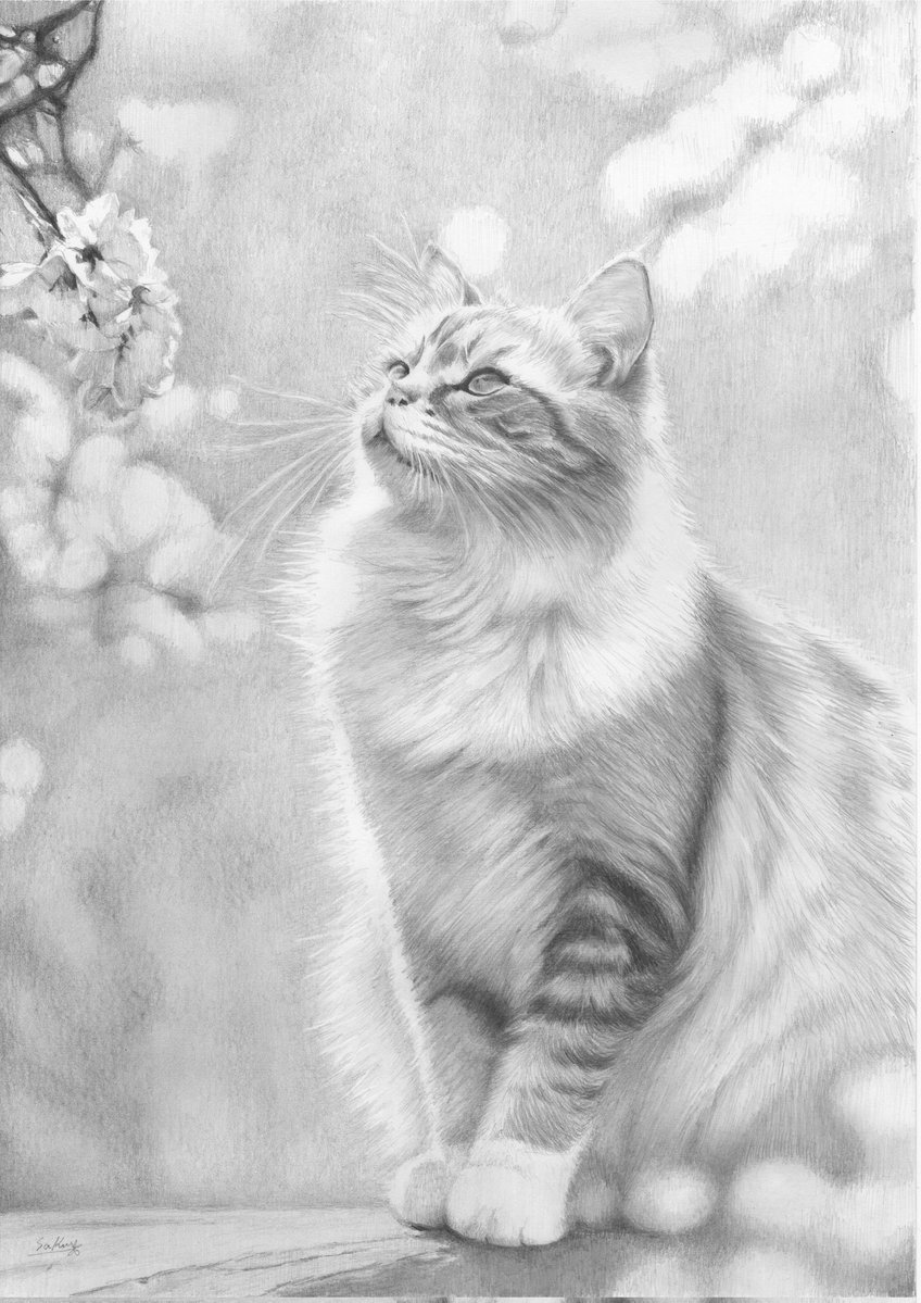 このタグを見た人は黙って猫を貼る 春が待ち遠しいですね🌸 #鉛筆画