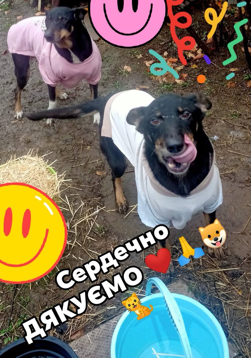 forgottenanimal's tweet photo. The “Pes” shelter in the Odesa region #Ukraine cares for 100+ animals. Thanks to our supporters, we purchased minced meat to cook daily meals for the dogs — enough to feed them for weeks during the cold season. Thank you for making this possible 💛🐾
#AnimalAid #CharityProjects https://t.co/QkV2wmwt4Q