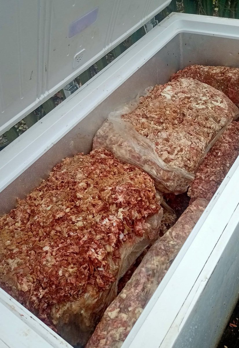 forgottenanimal's tweet photo. The “Pes” shelter in the Odesa region #Ukraine cares for 100+ animals. Thanks to our supporters, we purchased minced meat to cook daily meals for the dogs — enough to feed them for weeks during the cold season. Thank you for making this possible 💛🐾
#AnimalAid #CharityProjects https://t.co/QkV2wmwt4Q