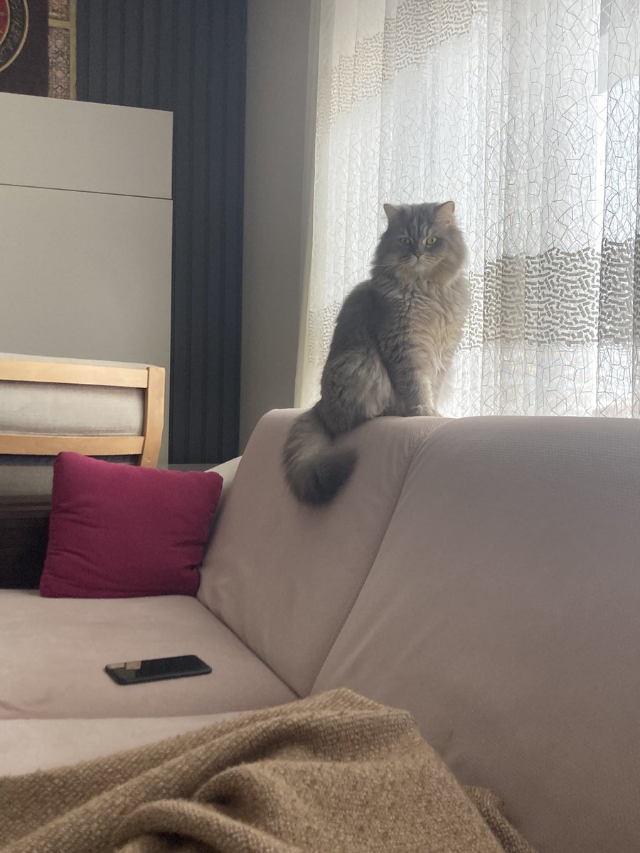 Hasta olunca başımda beklemesi 
Bir de çorba çay yapsa :) 
#cat