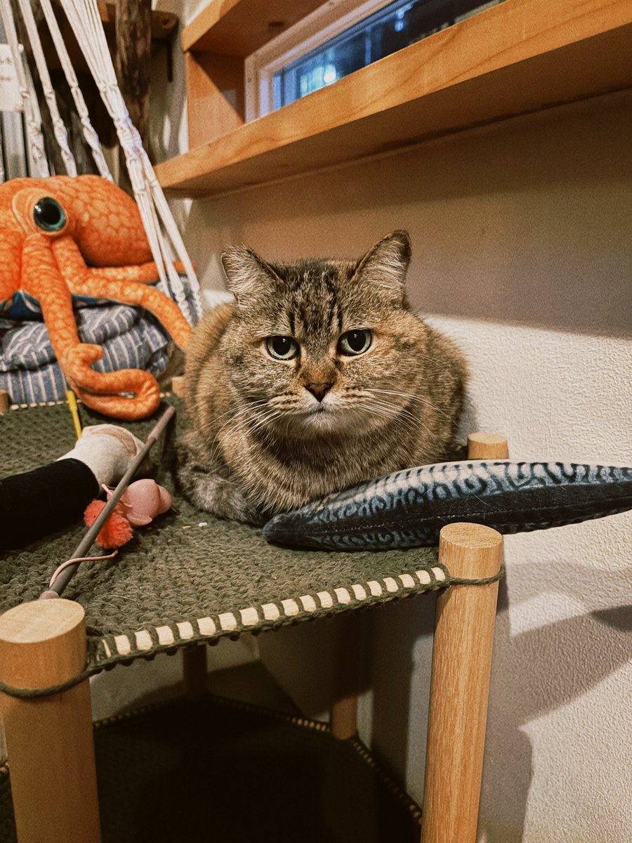 ayanasu112's tweet photo. 念願の猫に会えるかもしれないBARきたぁ(=´∀｀)懐っこいからたくさん撫でさせてもらえて幸せ…。店主さんも猫思いで気さくで、楽しい時間でした。このために休みとって熱海来てよかった‼︎
4枚目は睨み合う猫ちゃんズ🐈
#熱海MuddyCat https://t.co/XOTw8vi7Fm