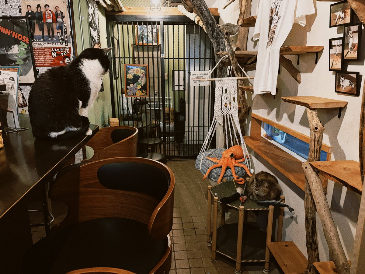 ayanasu112's tweet photo. 念願の猫に会えるかもしれないBARきたぁ(=´∀｀)懐っこいからたくさん撫でさせてもらえて幸せ…。店主さんも猫思いで気さくで、楽しい時間でした。このために休みとって熱海来てよかった‼︎
4枚目は睨み合う猫ちゃんズ🐈
#熱海MuddyCat https://t.co/XOTw8vi7Fm