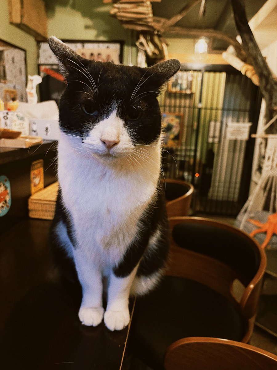 ayanasu112's tweet photo. 念願の猫に会えるかもしれないBARきたぁ(=´∀｀)懐っこいからたくさん撫でさせてもらえて幸せ…。店主さんも猫思いで気さくで、楽しい時間でした。このために休みとって熱海来てよかった‼︎
4枚目は睨み合う猫ちゃんズ🐈
#熱海MuddyCat https://t.co/XOTw8vi7Fm