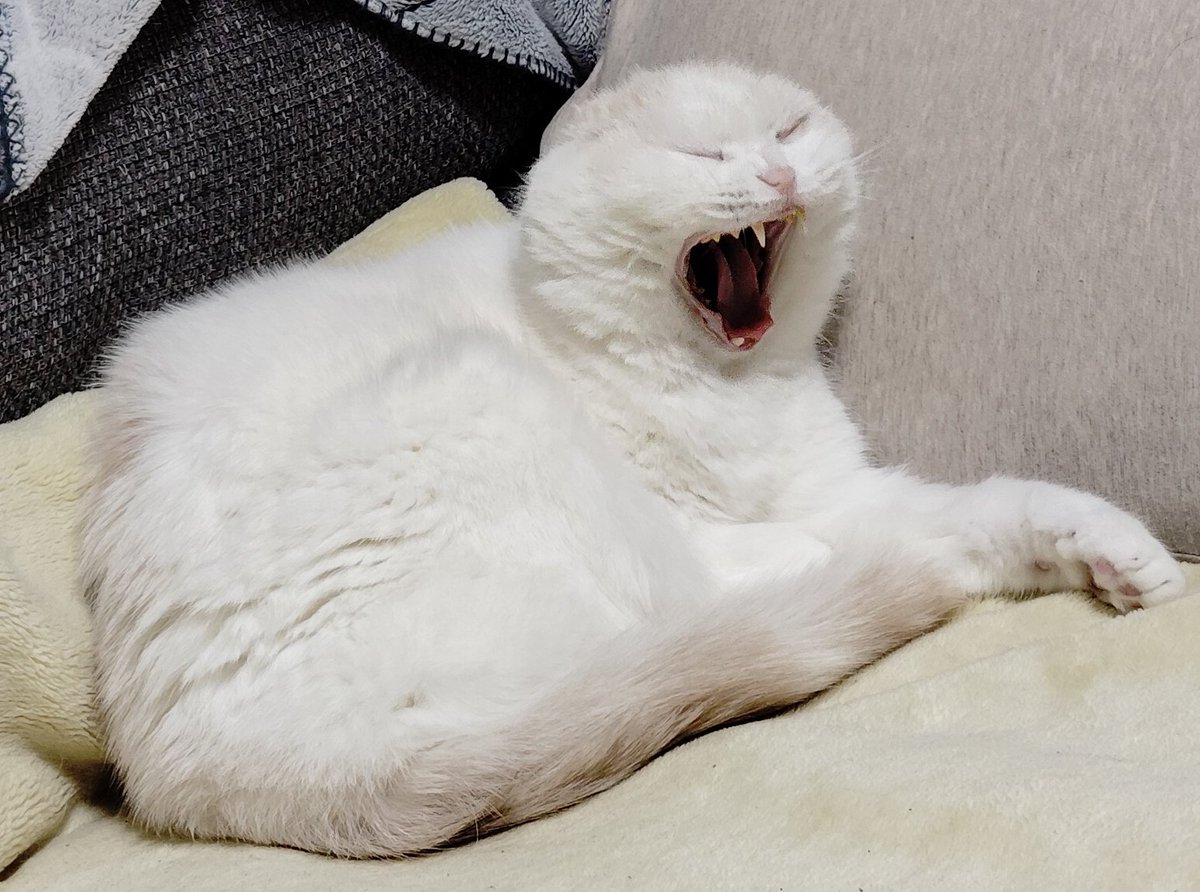 福ちゃん (@fukuchanwhite) / Posts / X