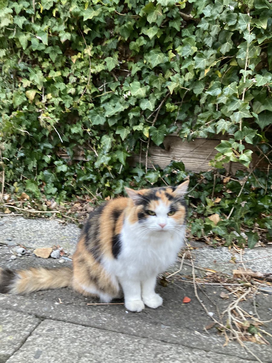 今夕の #仁斗田地区 #ポンプ置場 二代目ちゃめこ一家は今日も元気です