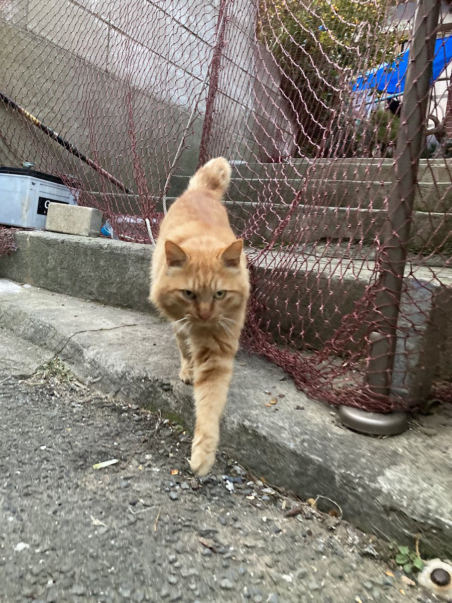 今夕の #仁斗田地区 #ポンプ置場 二代目ちゃめこ一家は今日も元気です