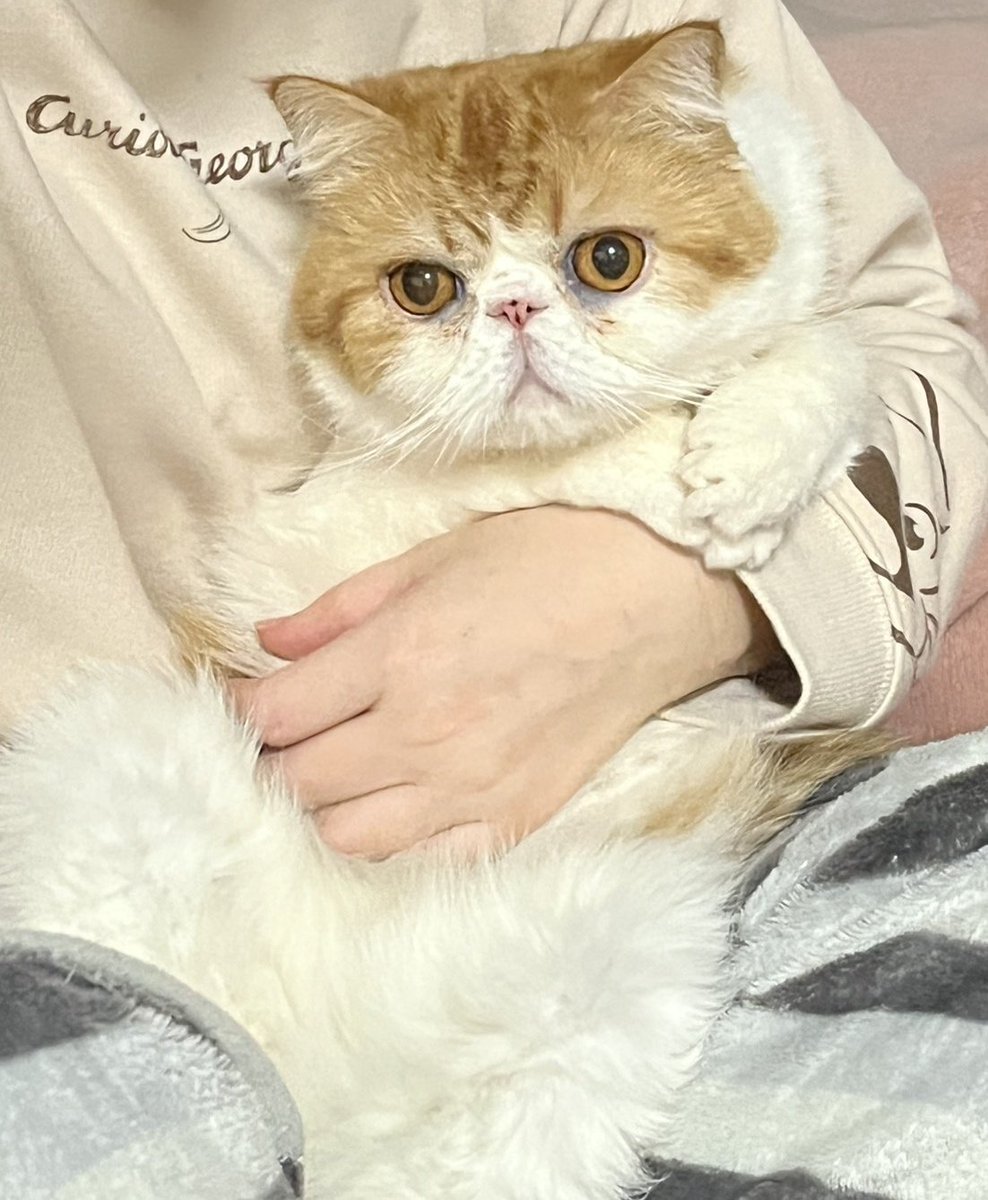 stpr_verylove's tweet photo. 5歳お誕生日おめでとう🎂
健康で長生きしてね😌

♯エキゾチックショートヘア　
♯猫 https://t.co/L6IG4GI2iM