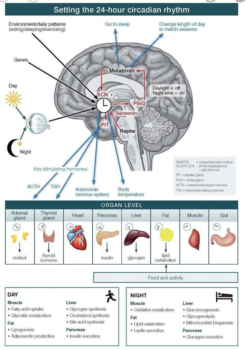 Your body has a master clock hidden deep in the brain, and it quietly controls almost everything you feel during the day.
This chart shows what that clock is actually doing, and why your sleep, hunger, hormones, energy, and mood follow the same 24-hour rhythm every single day.
