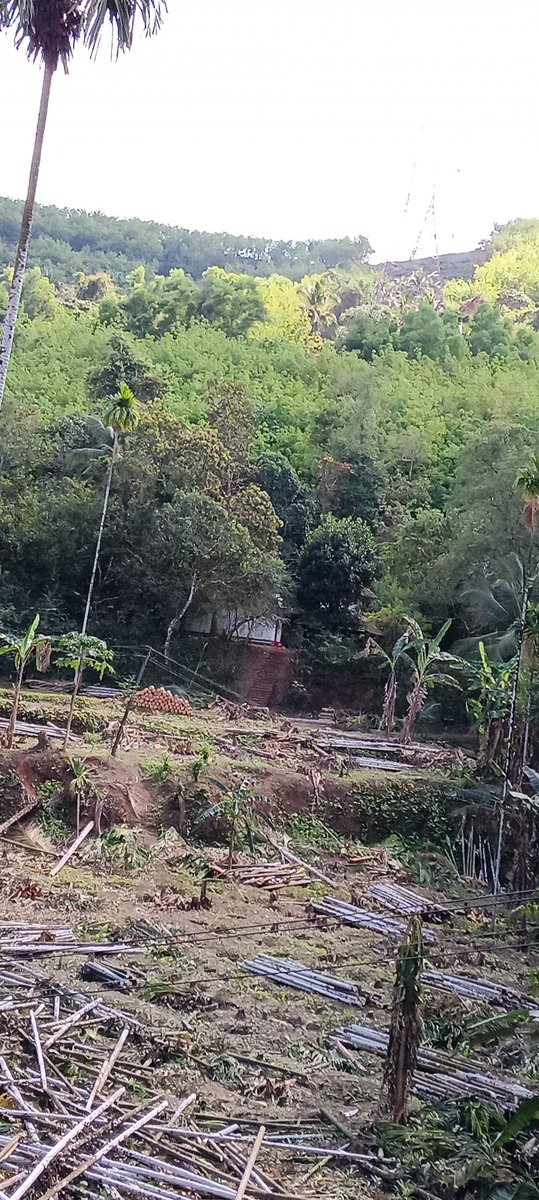NishaMithoor's tweet photo. Heartbreaking to see areca &amp; coconut trees cut during peak harvest for a power project before depositing compensation. For farmers like my father, it’s years of work lost overnight. Development shouldn’t crush livelihoods.
#adanipowerproject #udupikasaragodpower #uktl https://t.co/8m17ulpDyJ
