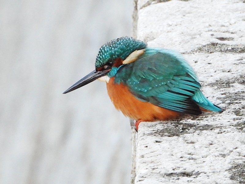 Animalandia tweet media