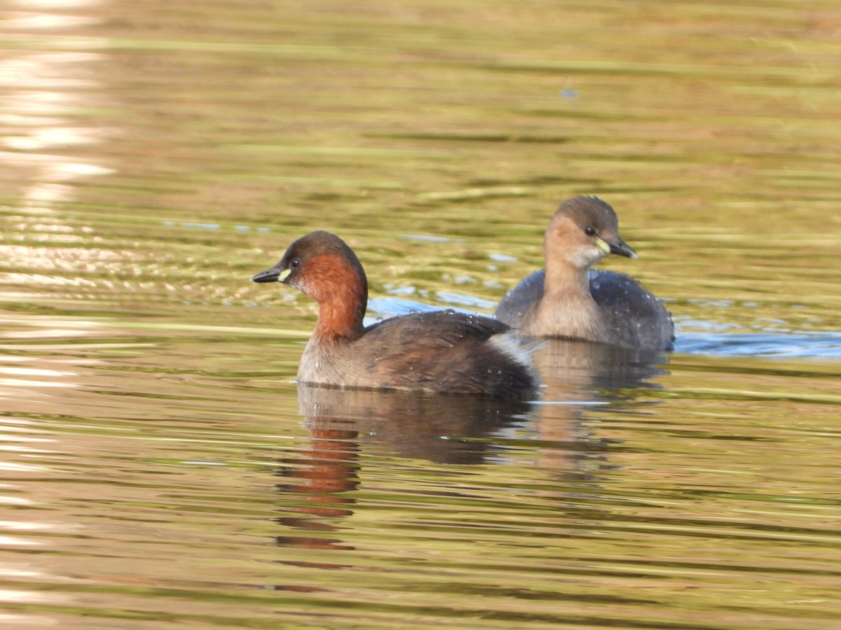 Animalandia tweet media