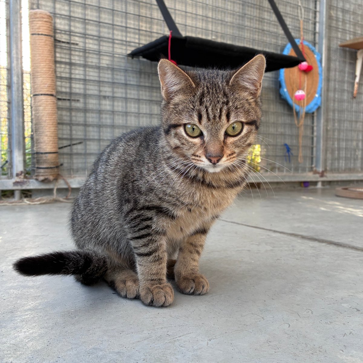 El Refugi dels Peluts tweet media