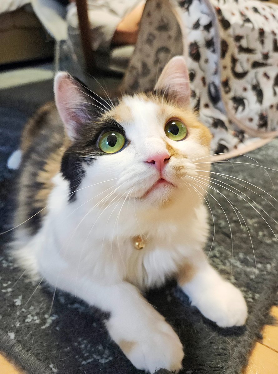 方原🌸刺繍屋かたはら tweet media