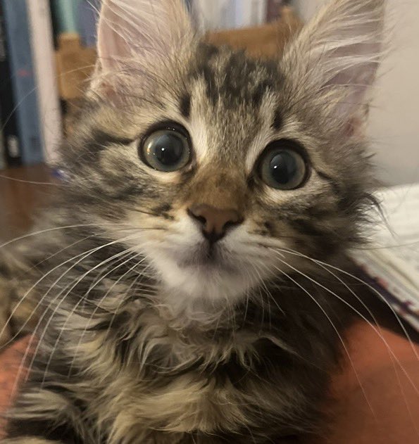 🗣️: Emri kimden aldın

🐱:Abdullah Karagözoğlu’ndan