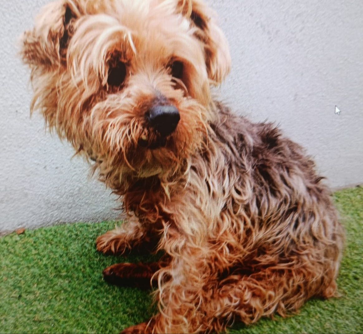 SosAbuelos1's tweet image. #PONTEVEDRA
Me llamo #TAMMY tengo 13 años. He acabado en la jaula de la perrera... Pero aún tengo esperanzas; uno de los operarios de allí me animó, dijo que iban a hacer todo lo posible para intentar encontrarme una nueva familia, donde me cuidarían y donde podría volver