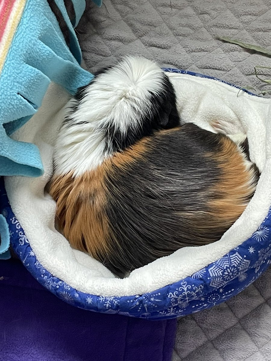 flaychive's tweet photo. I know many have loved her everytime I posted her but I’m sorry to say that Latte has passed away. https://t.co/DHNve1JS2P