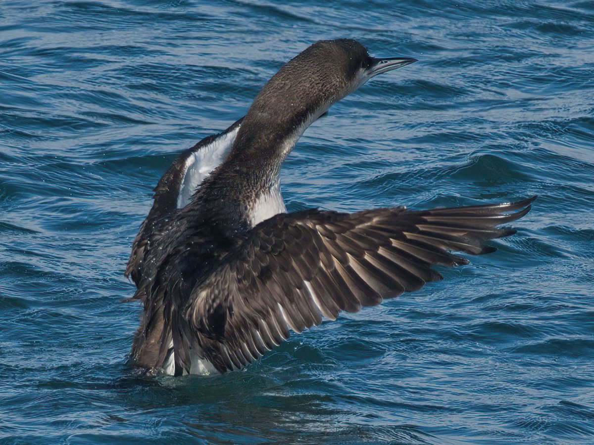 WarranPhoto's tweet photo. Several divers at #OspreyQuay yesterday #BlackthroatedDivers also #Brentgeese and #Egret at #Ferrybridge. https://t.co/EKYZVUX3rr