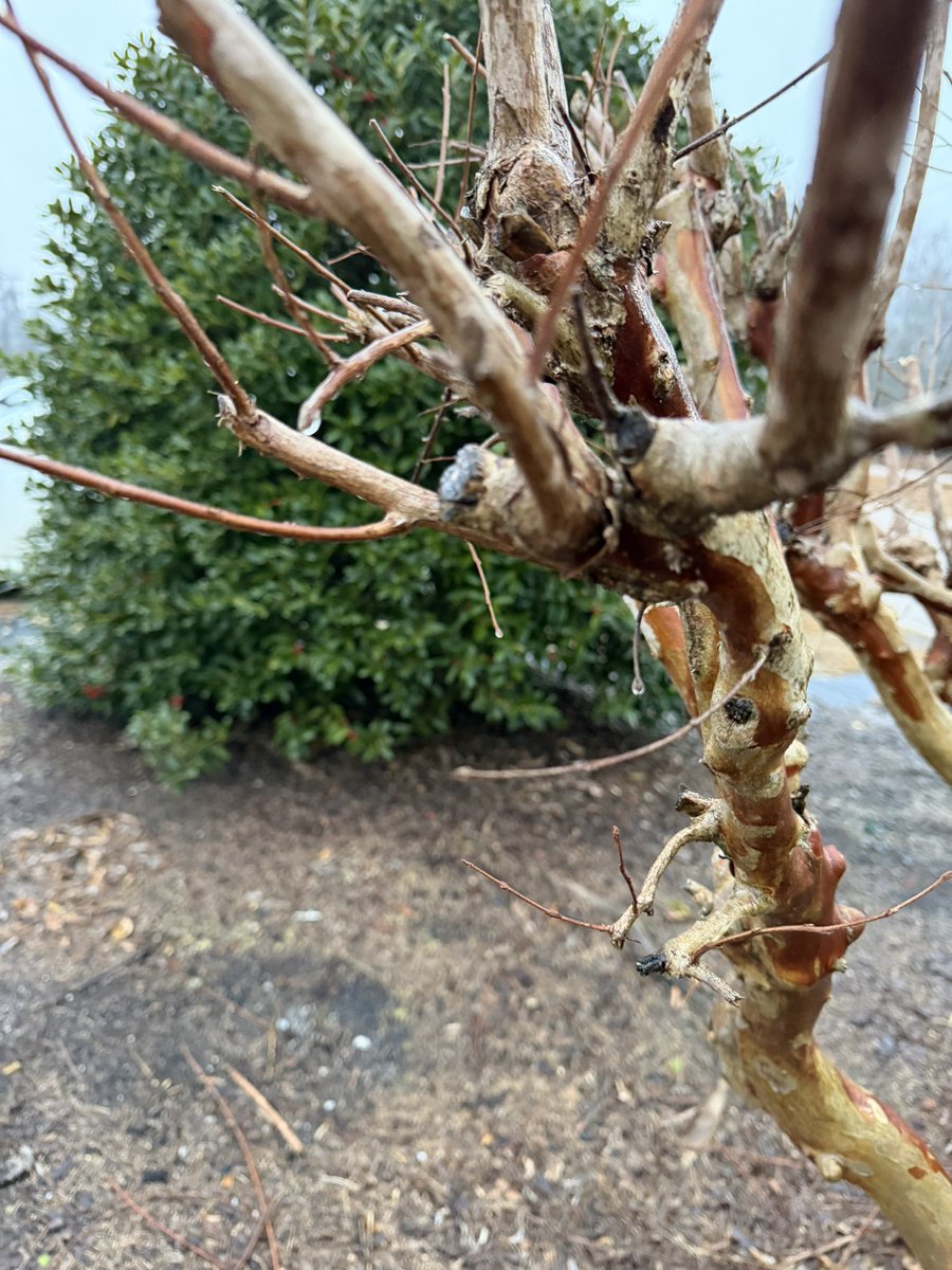 robbie_clanton's tweet photo. Light accumulation on trees and street signs Heath Springs Elementary School. Still misting at this time. @NWSColumbia @wxbrad @jamiearnoldWMBF @SCweather_wx @paclanton https://t.co/YmMVtlVcjL