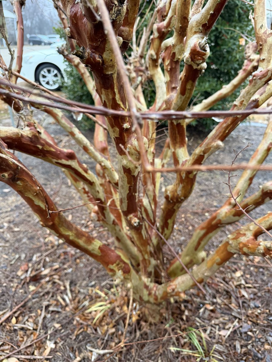 robbie_clanton's tweet photo. Light accumulation on trees and street signs Heath Springs Elementary School. Still misting at this time. @NWSColumbia @wxbrad @jamiearnoldWMBF @SCweather_wx @paclanton https://t.co/YmMVtlVcjL