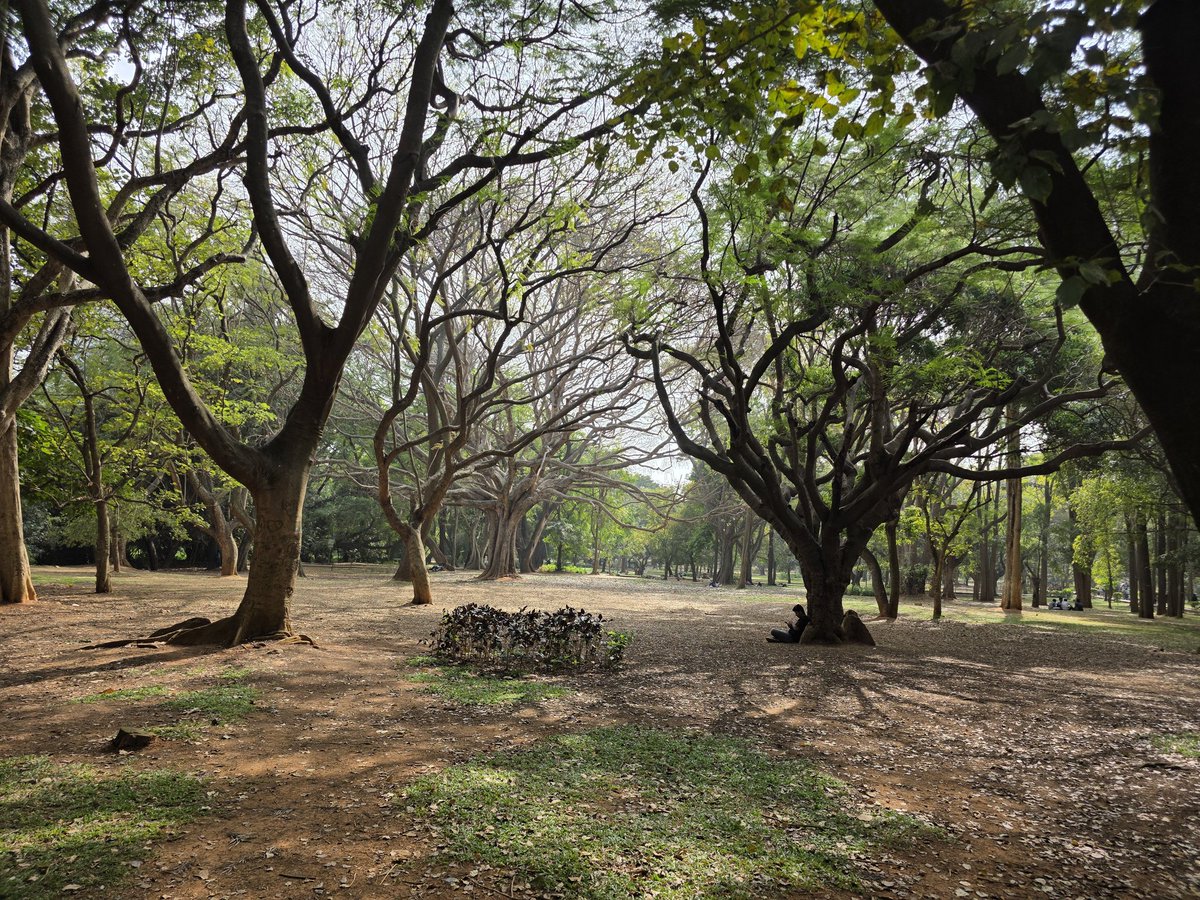 Just another crazy foreigner, hugging trees at Cubbon Park, Bengalore.