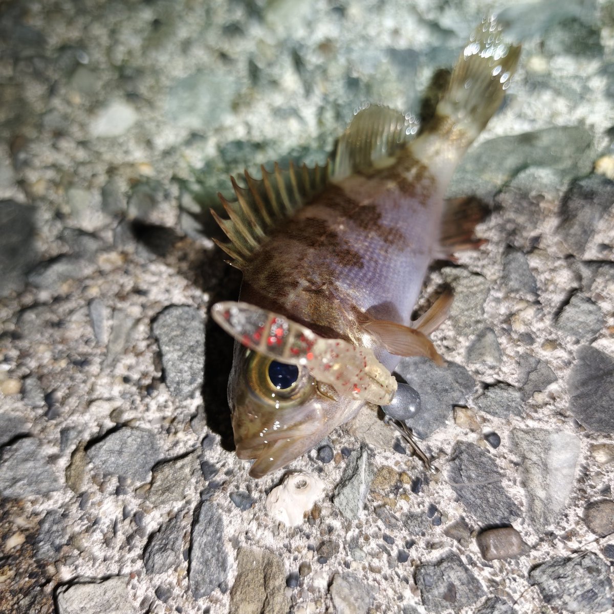 片道2時間ちょっとで豆メバル（笑）
寒い寒い寒い😭
日曜日はフィッシングショー大阪

土曜日も行けるんだけど…
近くにはいる！フエルコカフェ行って
闇営業いってご飯行くー！
#高田屋一門
#冬華
#つり具つりえさ高田屋
#豆メバル 
#5cm