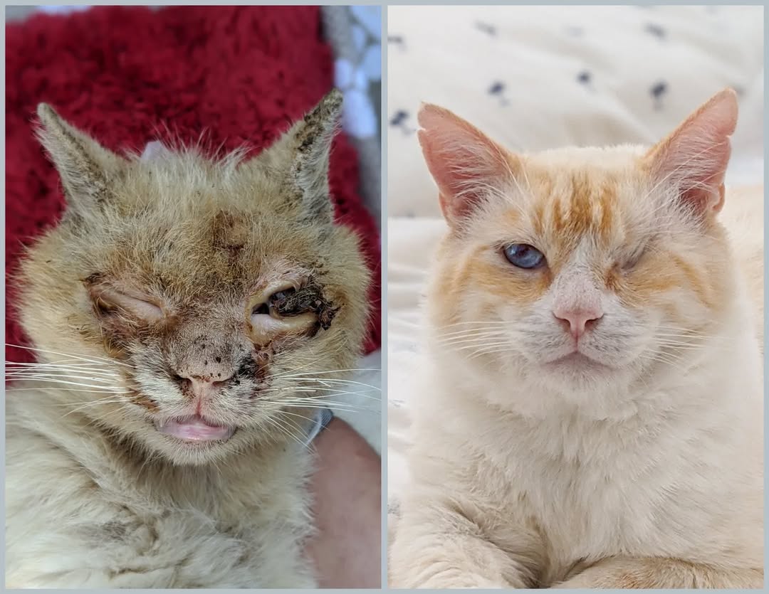 Cats Of Sanbernardino tweet media