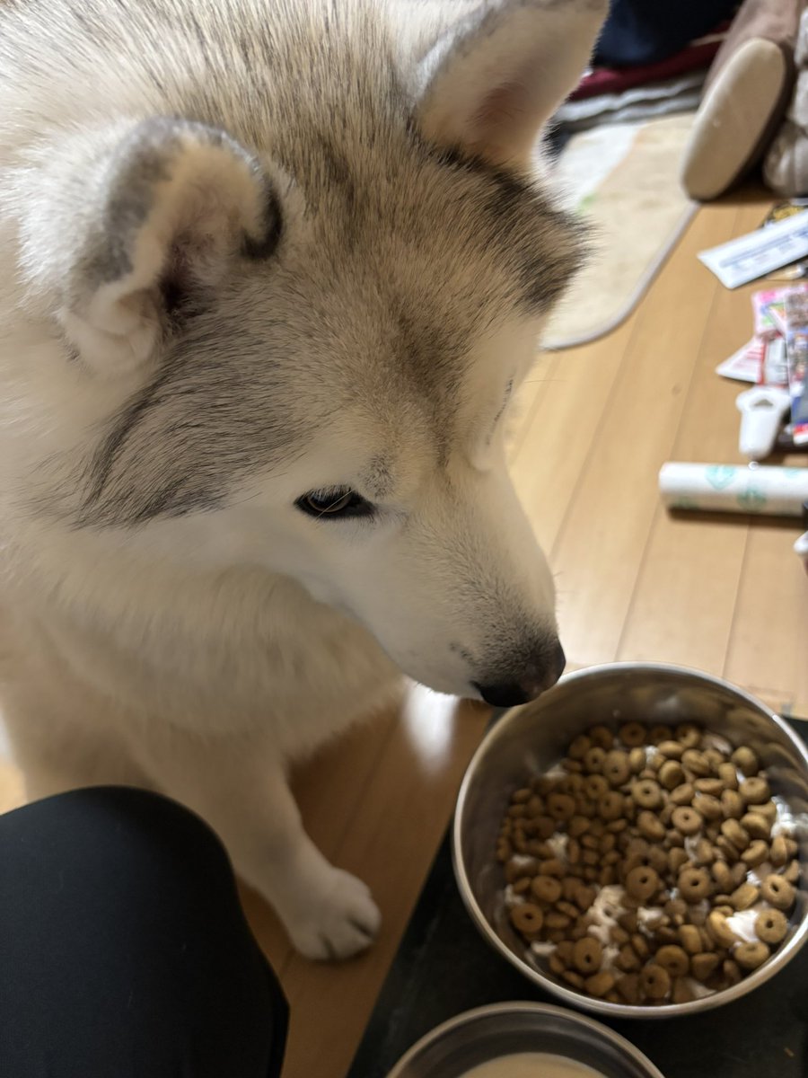 Franone_1005's tweet photo. 早く食わせろ〜… https://t.co/4iBlyxUhEz
