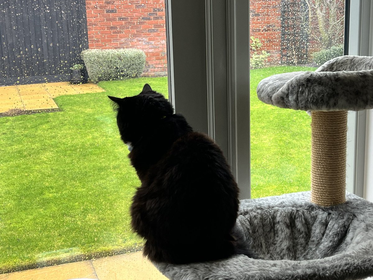 MissTArchie1's tweet photo. @Hedgewatchers Sierra doing an indoor #Hedgewatch.
She can report that its chilly🥶, grey, wet 💦 and windy🌬️ in the North Cotswolds and she’s not going out in this - hmph 😾 #weathercats 😻🐈‍⬛🐾💕 https://t.co/yZYZEwhfZz