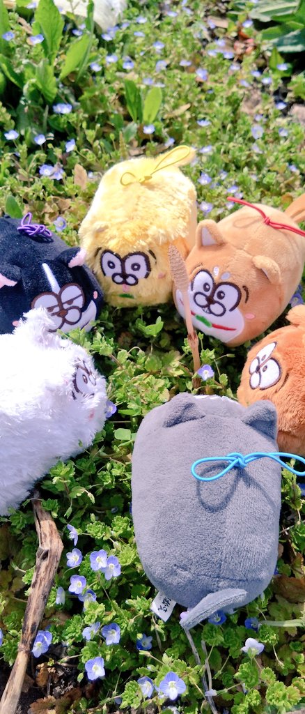 去年の春のいぬちゃんたちの様子。人間が畑仕事している隅で日向ぼっこ中🔆
つくしを見つけてみんなを呼んで観察しているところ