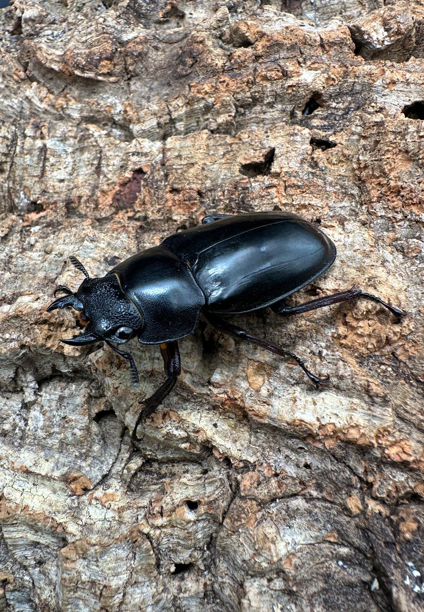 かぶぶくわわ (@mushi_lowkun) / Posts / X