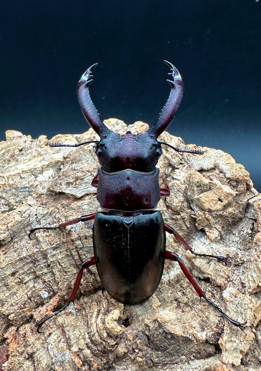 かぶぶくわわ (@mushi_lowkun) / Posts / X