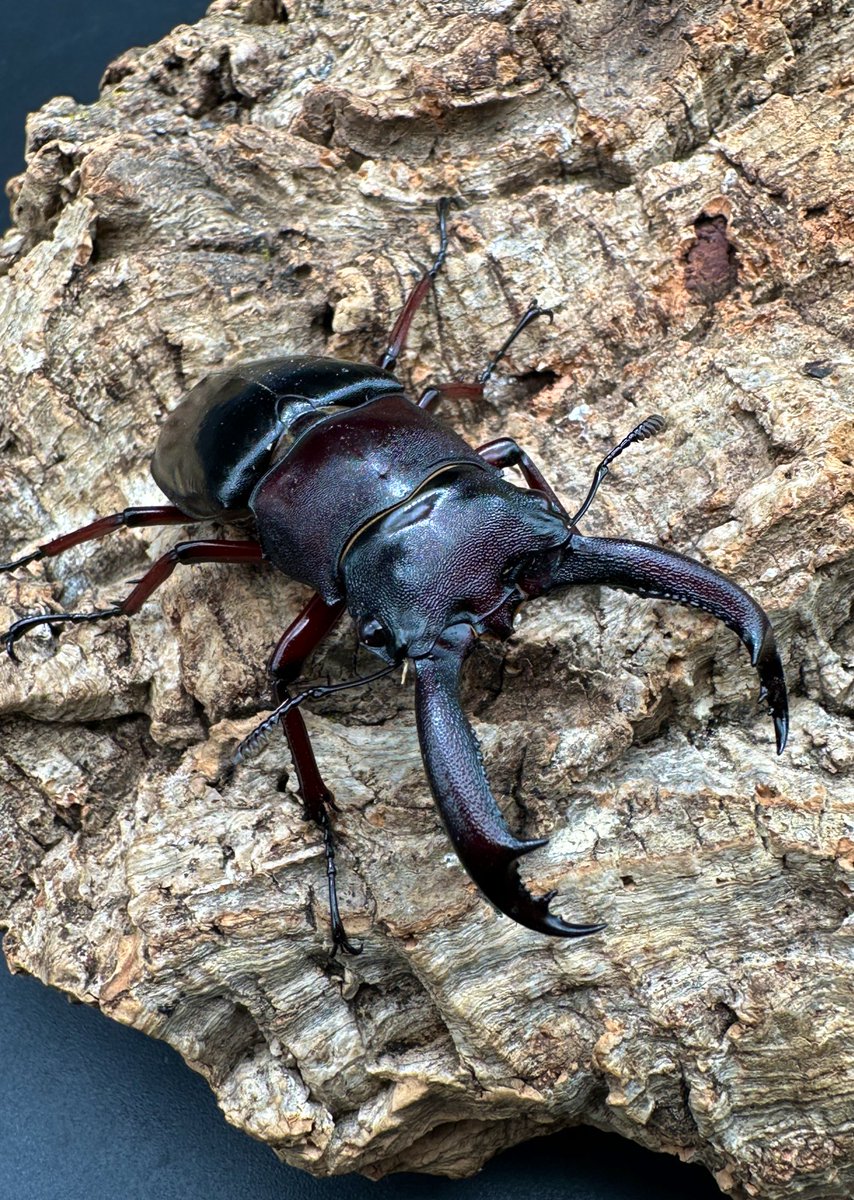 かぶぶくわわ (@mushi_lowkun) / Posts / X