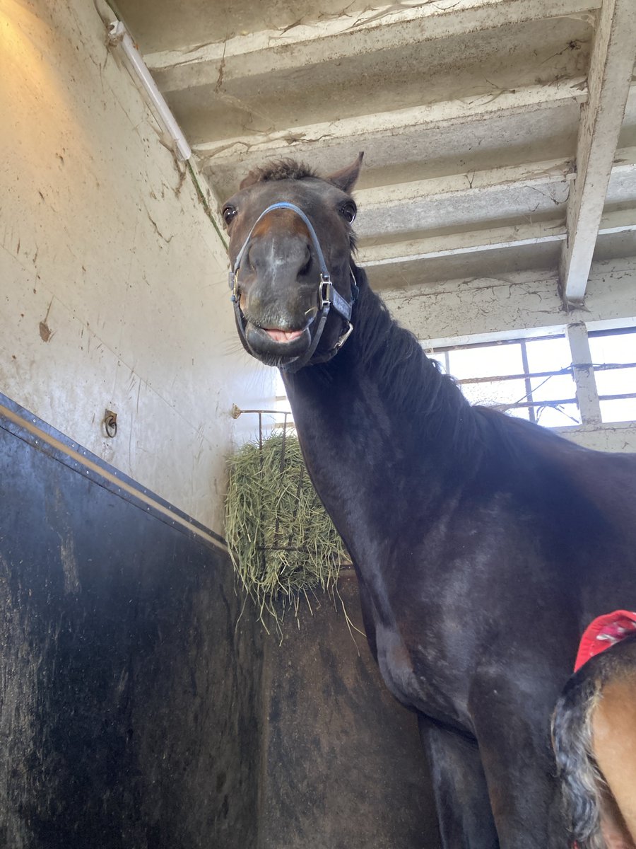 Post by マリコ☆デラックス on X: ｶﾞﾀｯ