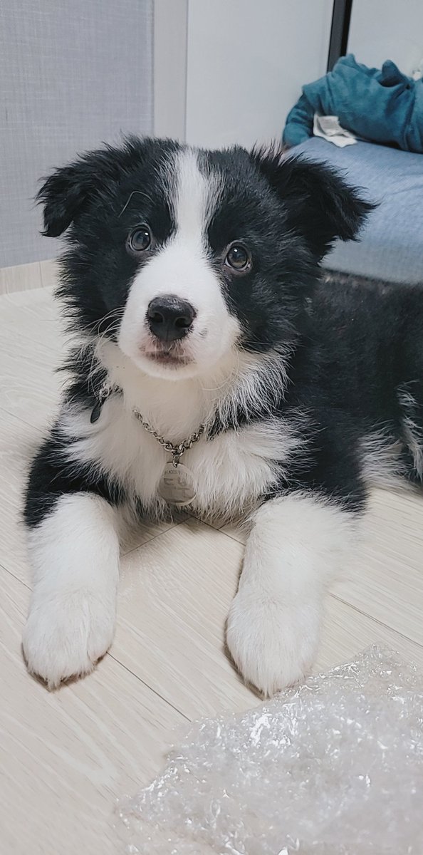peb010718's tweet photo. 이 사진을 기억하시는
랜선이모삼촌언니오빠들
두부가
5살.
5년. https://t.co/T9ByAXjVCr