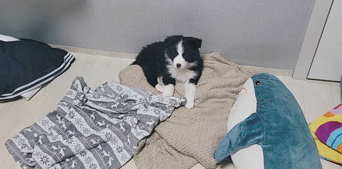 peb010718's tweet photo. 이 사진을 기억하시는
랜선이모삼촌언니오빠들
두부가
5살.
5년. https://t.co/T9ByAXjVCr
