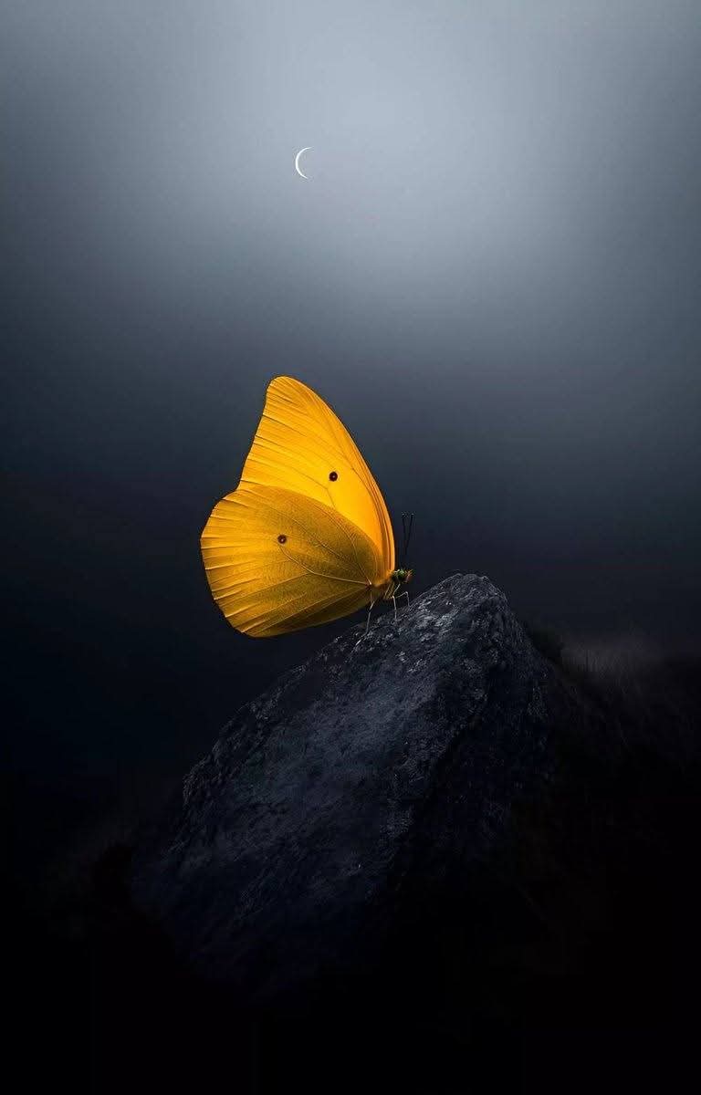 لو أبصر المرء عيوب 
نفسه لانشغل بها عن 
عيوب الناس..لأن
مطالب بإصلاح نفسه
اولا.وسيسال عنها قبل 
غيرها.كيف إذا حمل ذنب غيره ..... مساء الخير..🖤 🧡