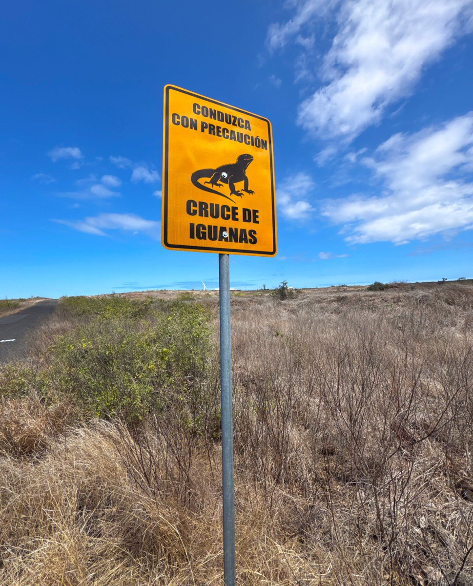 aerogalapagos's tweet photo. ✋🏽🦎 Conduzca con precaución!

En la vía de 6 km que conecta el aeropuerto con el Canal de Itabaca, en #Baltra, se reemplazamos 12 señales para alertar sobre el cruce de iguanas terrestres, las verdaderas dueñas de casa 💚

Cuidarlas es proteger la vida única de #Galapagos https://t.co/3Ey0rDJ7xU
