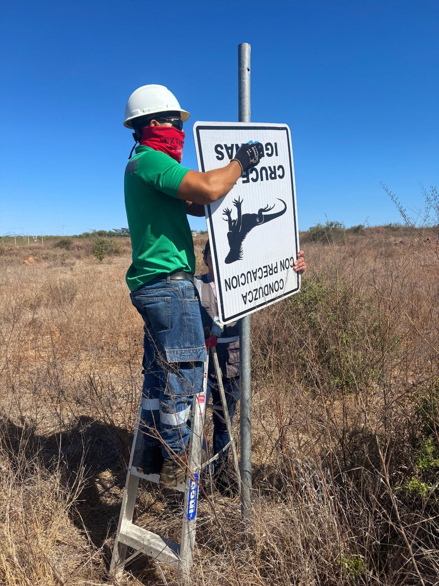 aerogalapagos's tweet photo. ✋🏽🦎 Conduzca con precaución!

En la vía de 6 km que conecta el aeropuerto con el Canal de Itabaca, en #Baltra, se reemplazamos 12 señales para alertar sobre el cruce de iguanas terrestres, las verdaderas dueñas de casa 💚

Cuidarlas es proteger la vida única de #Galapagos https://t.co/3Ey0rDJ7xU