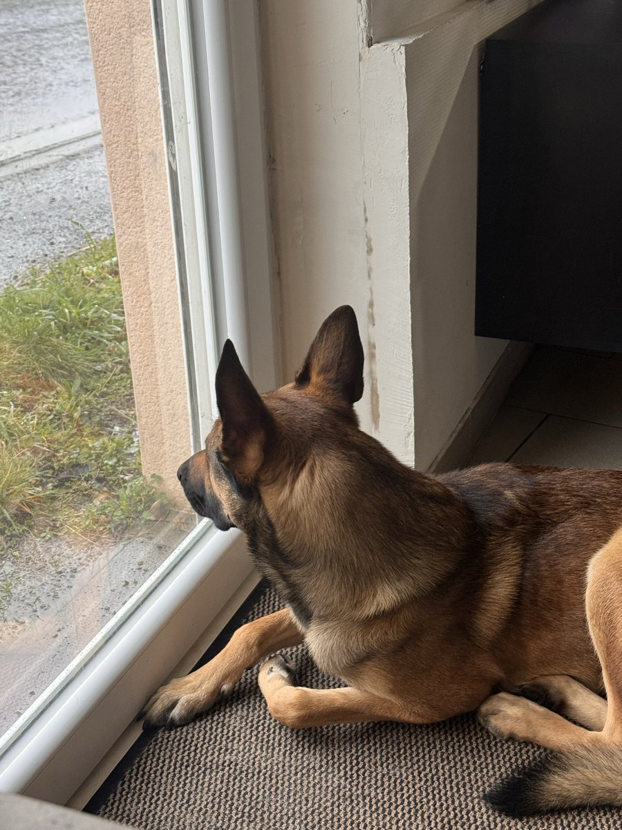 Tentation145L's tweet photo. 🐶 Tyson parle : Maman est trèssssss énervée 😤 Deux rendez-vous fantômes en deux jours… Ras-le-bol de ce type d’énergumènes ! #RendezVousFantôme #RasLeBol #ViePro #TysonParle https://t.co/VGeL8FvORW