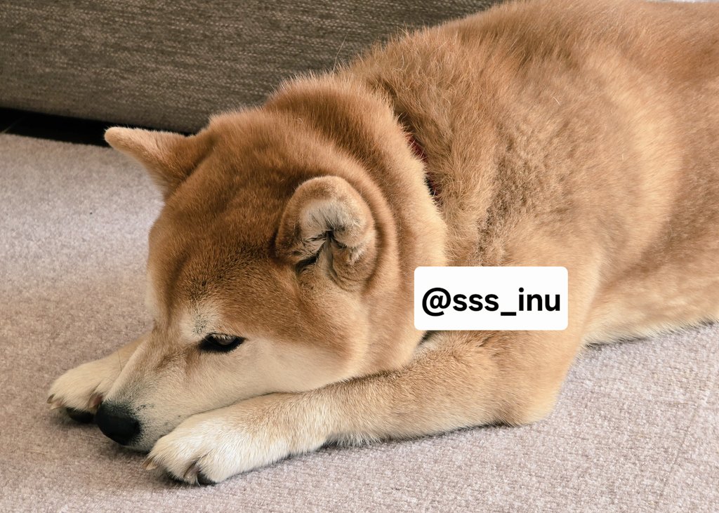 犬 (@sss_inu) / Posts / X